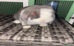 Mini Lop rabbits for sale: Mini lops  - Advert 26