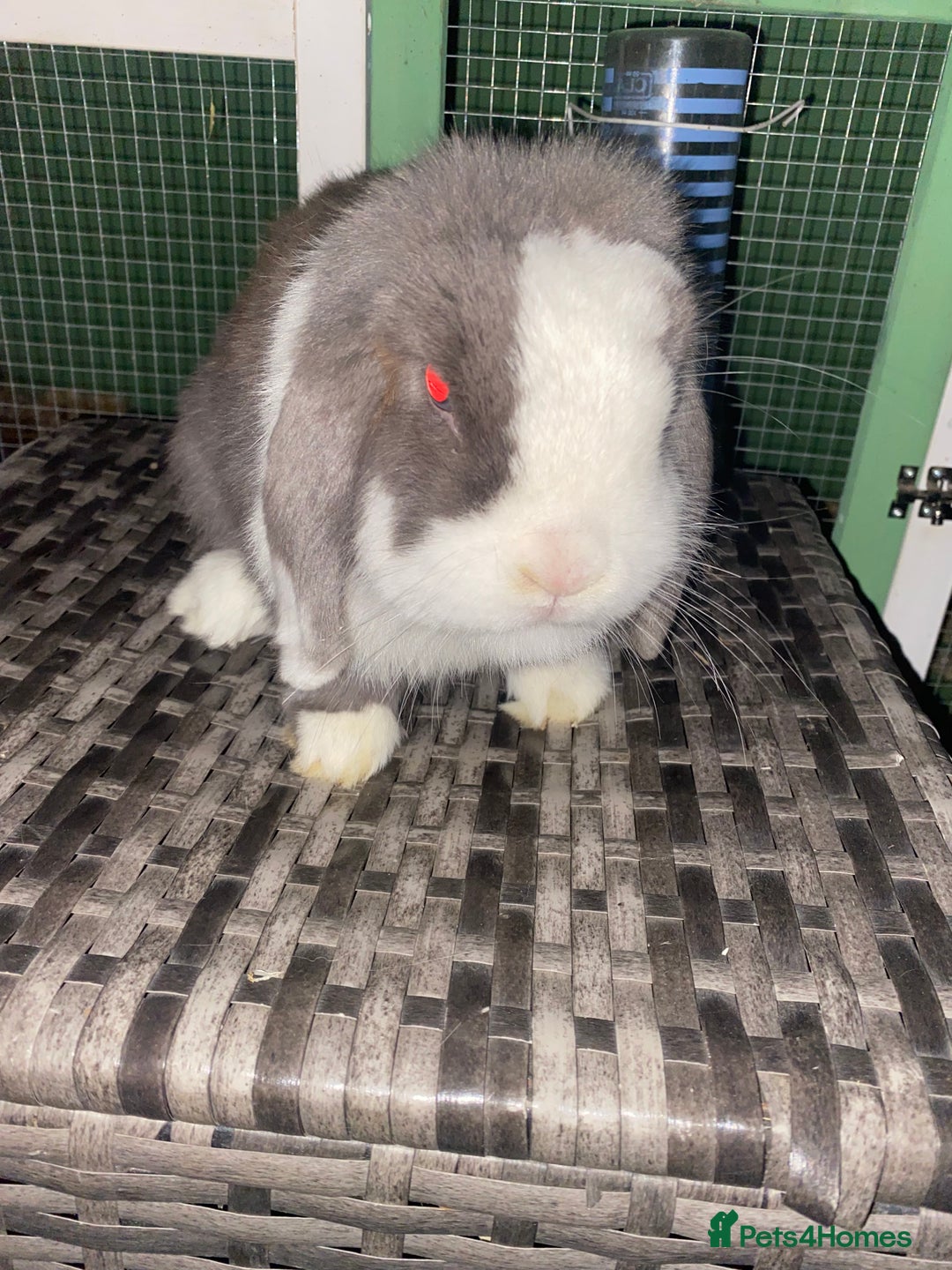 Mini Lop rabbits for sale: Mini lops  - Advert 26