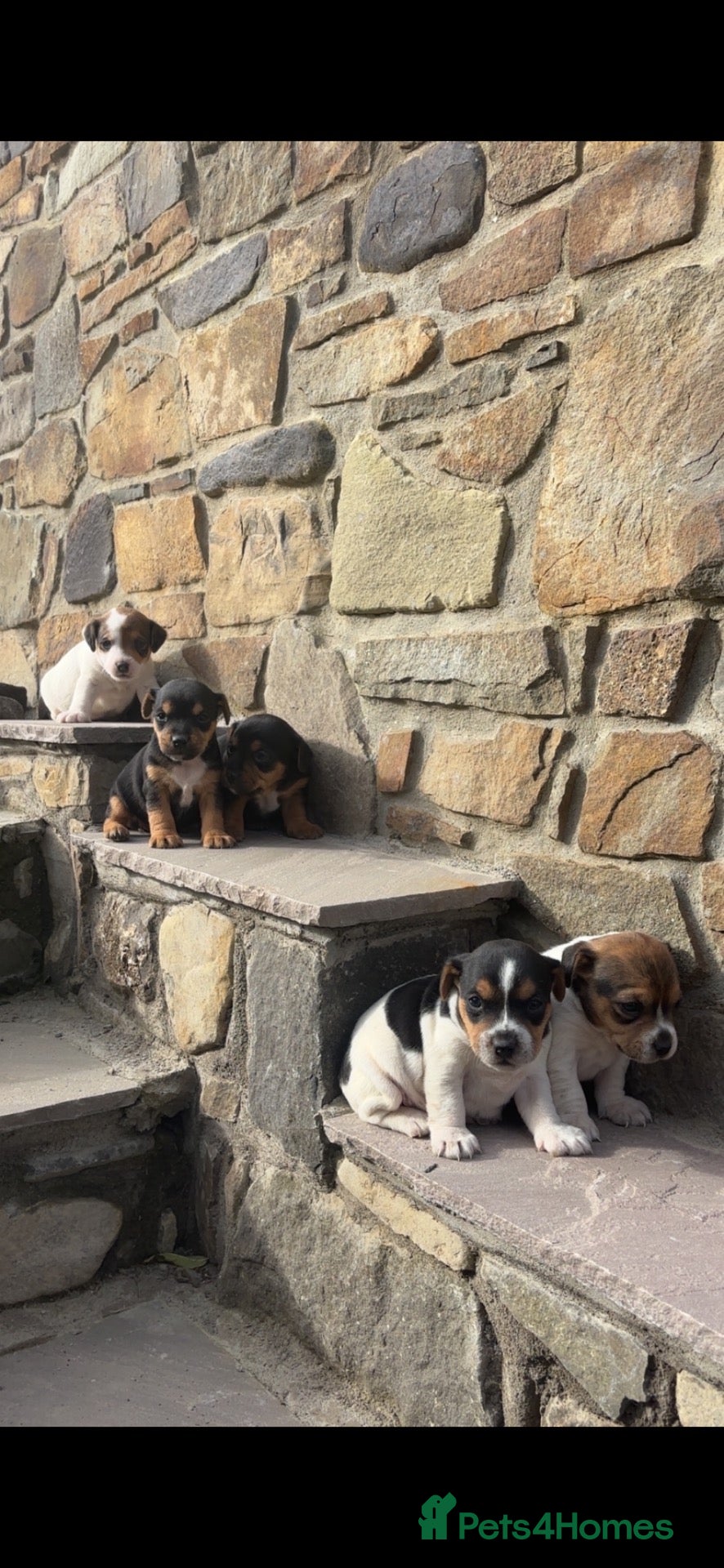 Jack Russell dogs 5 Jack Russel Puppy’s  - Advert 1