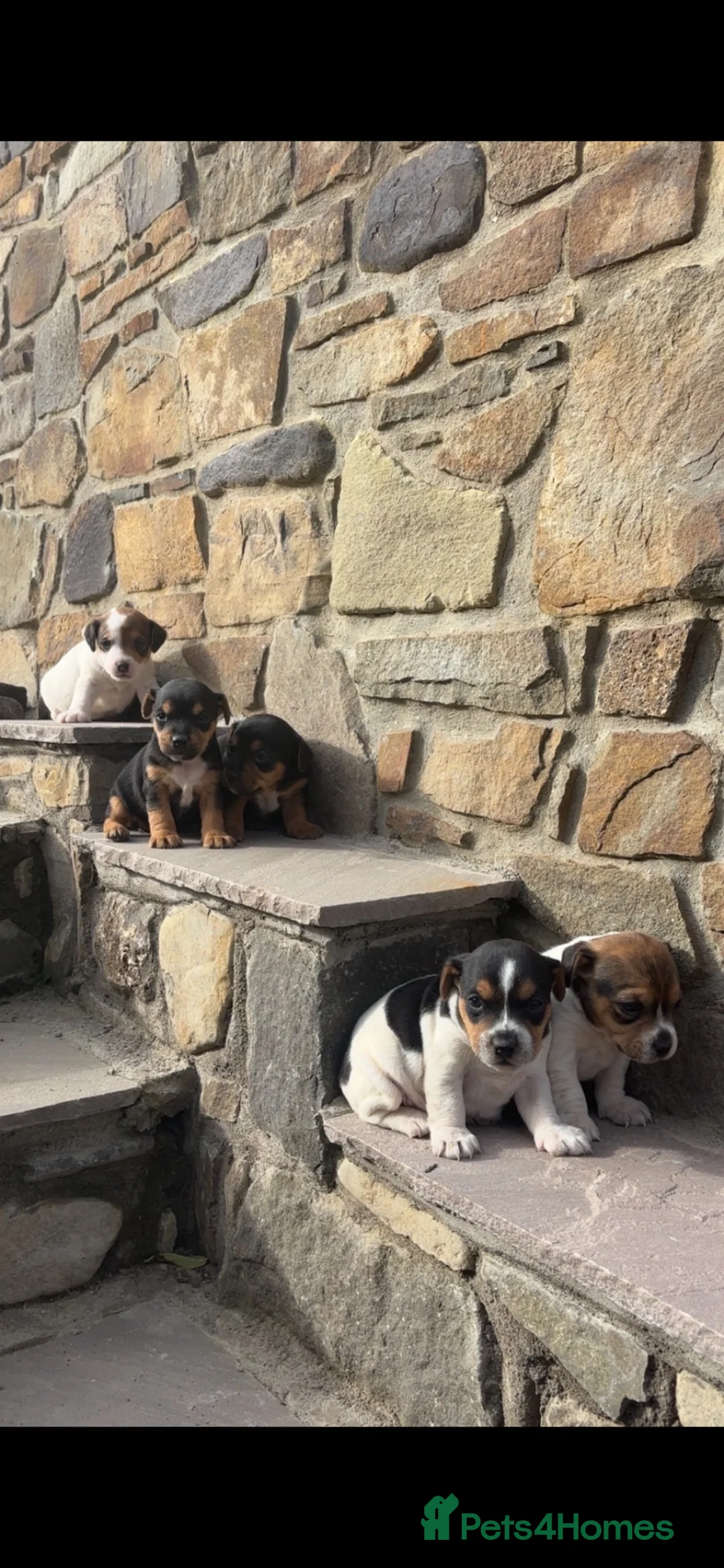 Jack Russell dogs for sale: 5 Jack Russel Puppy’s  - Advert 2