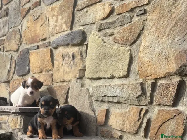 Jack Russell dogs for sale: 5 Jack Russel Puppy’s - Advert 2