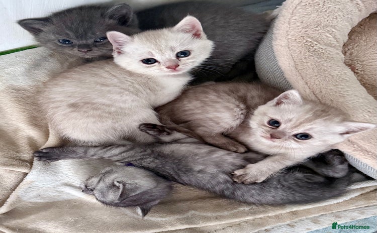 British Shorthair cats - Advert 15