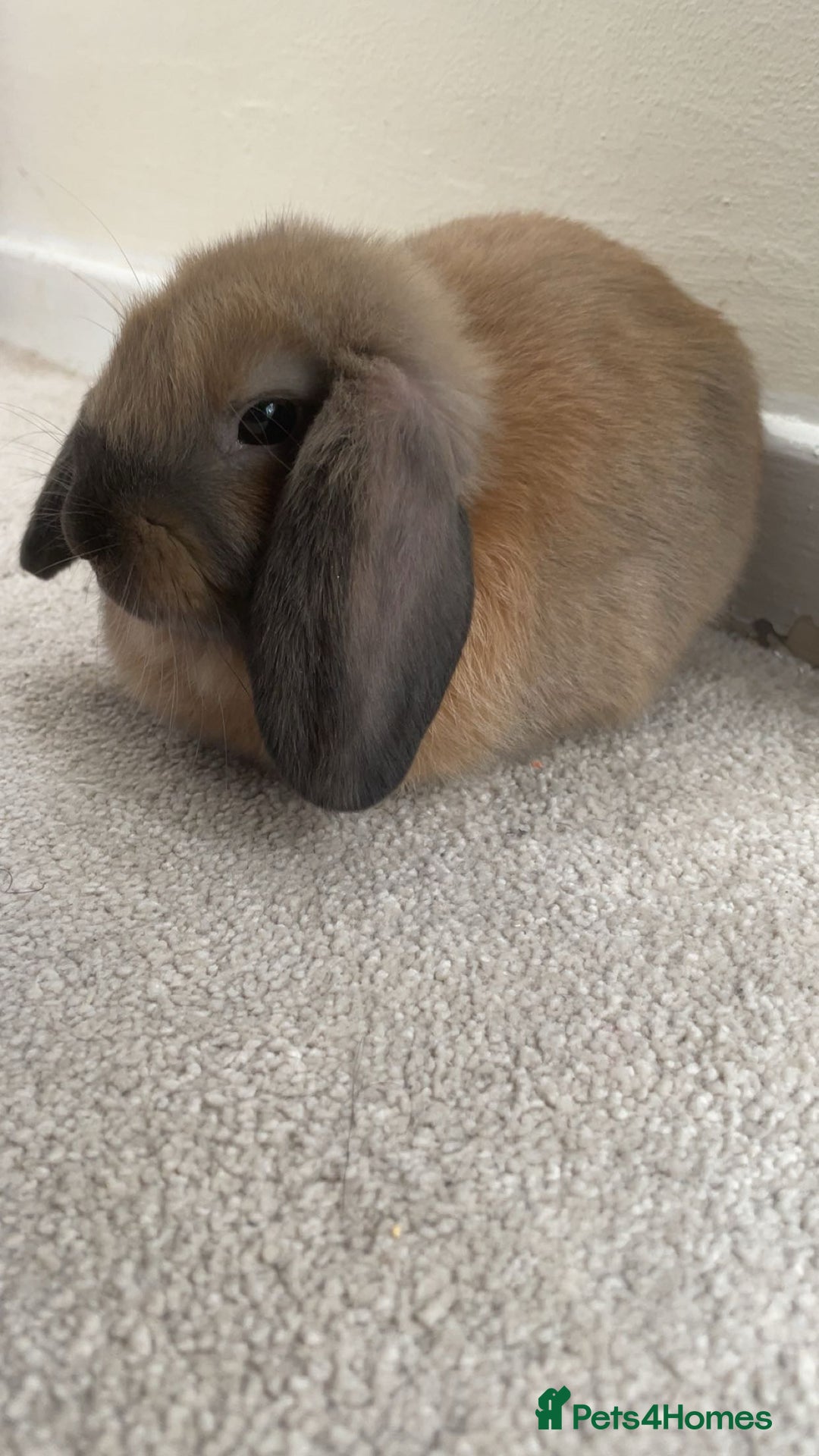 Mini Lop rabbits for sale: Meet Nyllah – Our Sweet Mini Lop Girl  - Advert 10