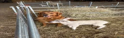 Golden Retriever dogs for sale: Golden Retriever Puppies  - Advert 10