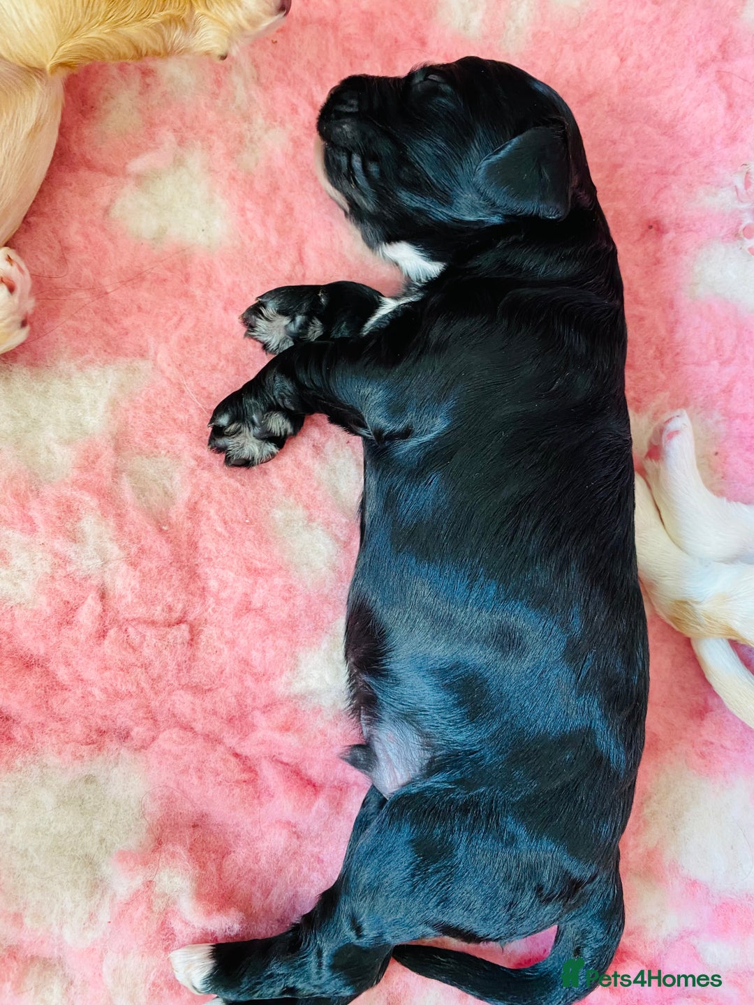 Cockapoo dogs for sale: Cocker Spaniel x Cockapoo Puppies Ready Soon  - Image 6