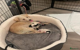 Mixed Breed dogs for sale: Adorable jackacavapoo puppies only 2 left  - Image 1