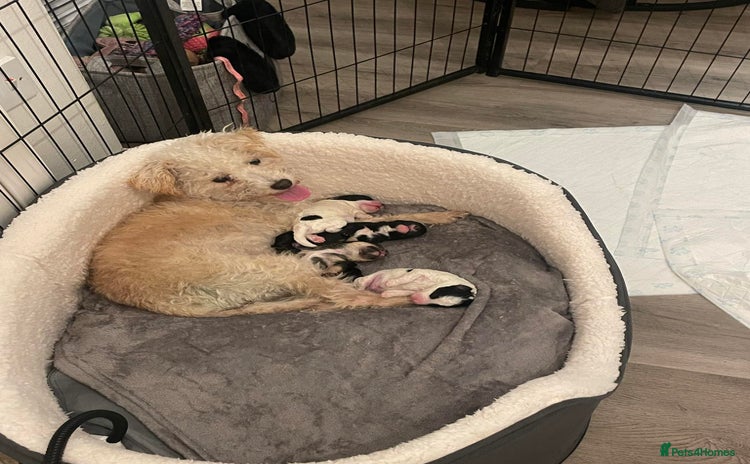 Mixed Breed dogs - Advert 1