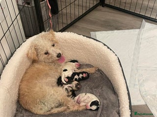 Mixed Breed dogs - Advert 1