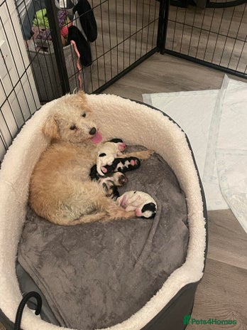 Mixed Breed dogs - Advert 14