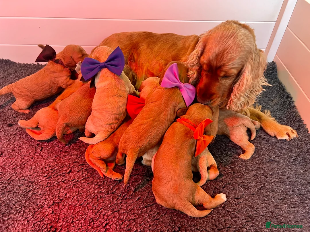 Cockapoo dogs for sale: Fabulous Cockapoo Puppies - Advert 2