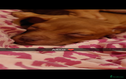 American Bull Staffy dogs for sale: Last 2 baby boys needing their forever home - Image 4