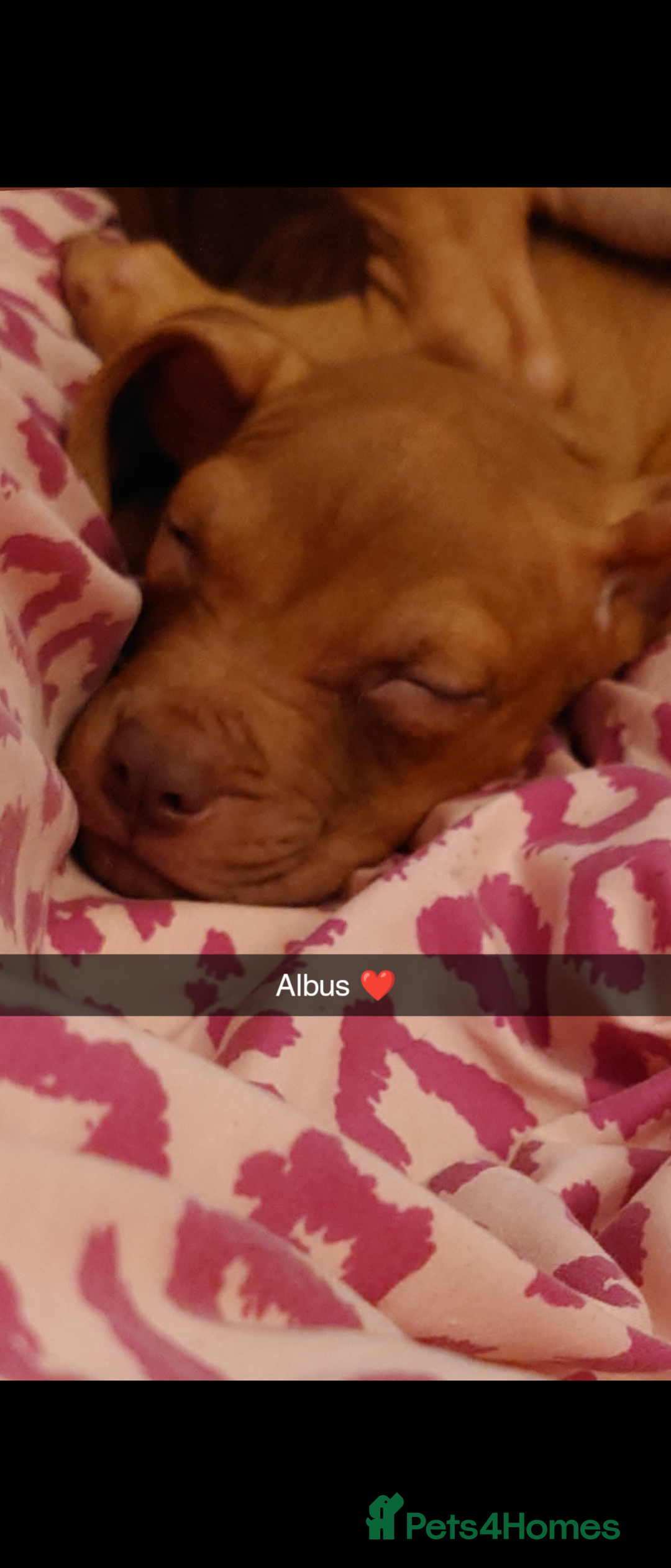 American Bull Staffy dogs for sale: Last 2 baby boys needing their forever home - Image 4