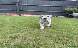Mixed Breed dogs for sale: Italian Daniff Pups  - Image 17