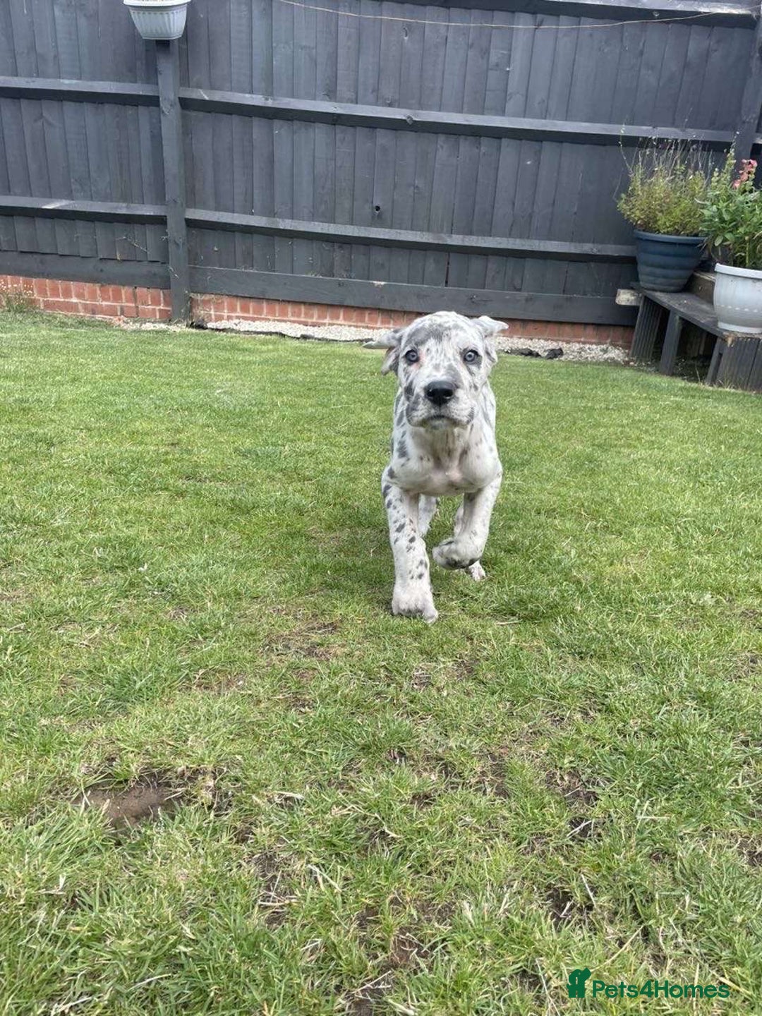 Mixed Breed dogs for sale: Italian Daniff Pups  - Image 17