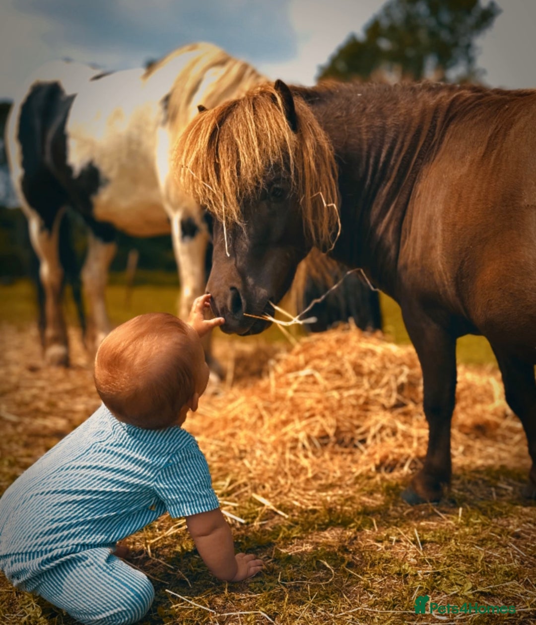 Miniature horses for sale: American miniature colt  - Advert 4