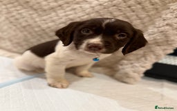 Cocker Spaniel dogs for sale: Cocker spaniel puppies ready for forever home - Advert 31