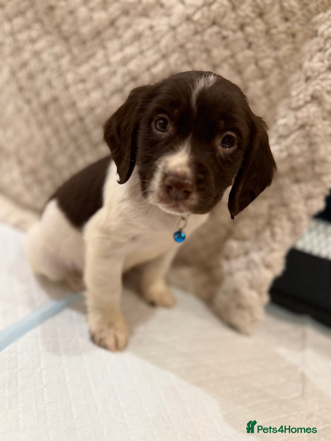 Cocker Spaniel dogs for sale: Cocker spaniel puppies ready for forever home - Advert 31