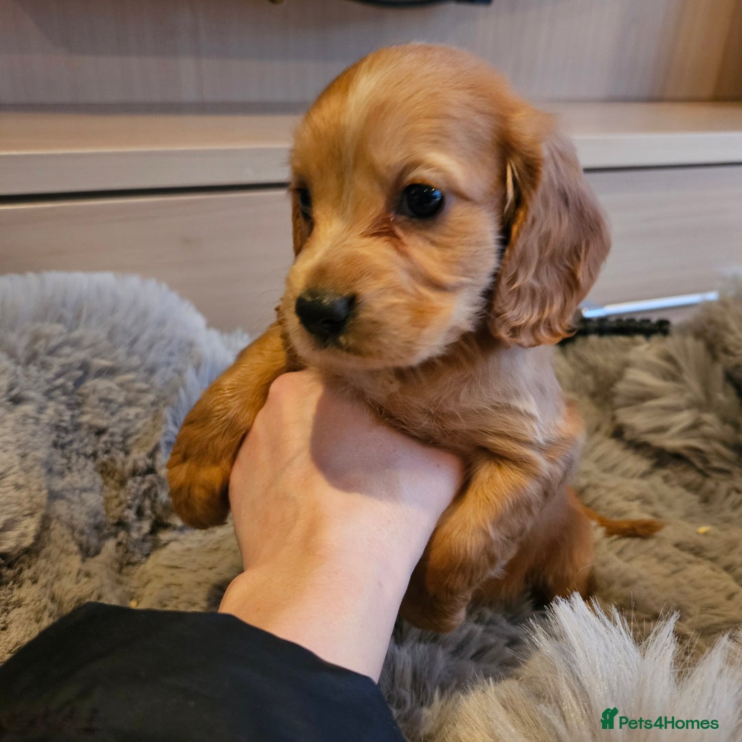 Cocker Spaniel dogs for sale: Rare Merle Working Type Cocker Spaniels - Advert 10