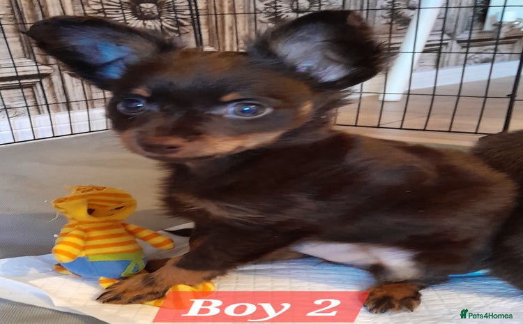 Russian Toy Terrier dogs - Advert 1