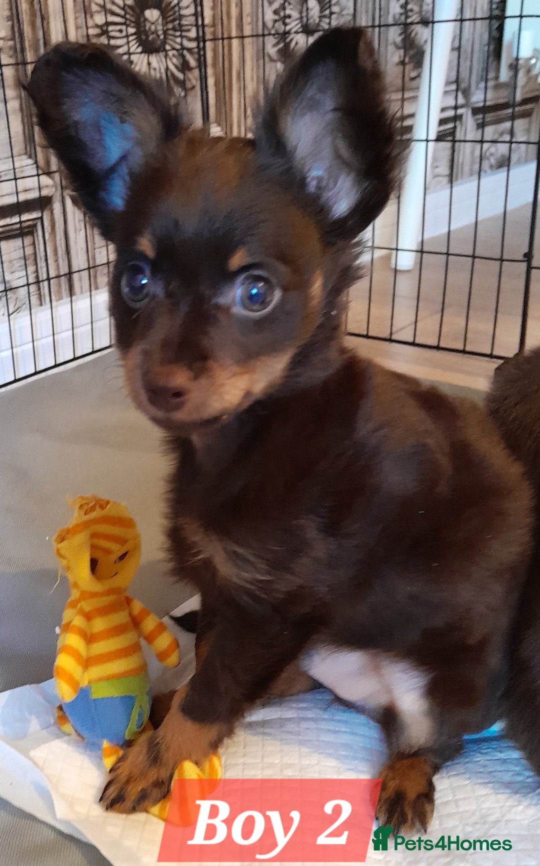 Russian Toy Terrier dogs for sale: Purebred Russian Toy long-haired - Image 4