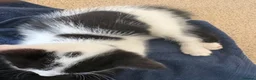 Domestic Shorthair cats for sale: 2 male kittens for sell  - Advert 7
