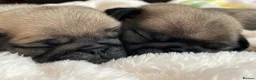 Pug dogs for sale: KC multi champion pedigree /show potential  - Advert 21