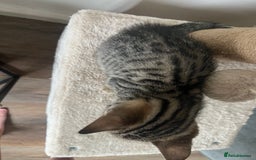 Bengal cats for sale: 1 grey bengal kitten.  - Image 9