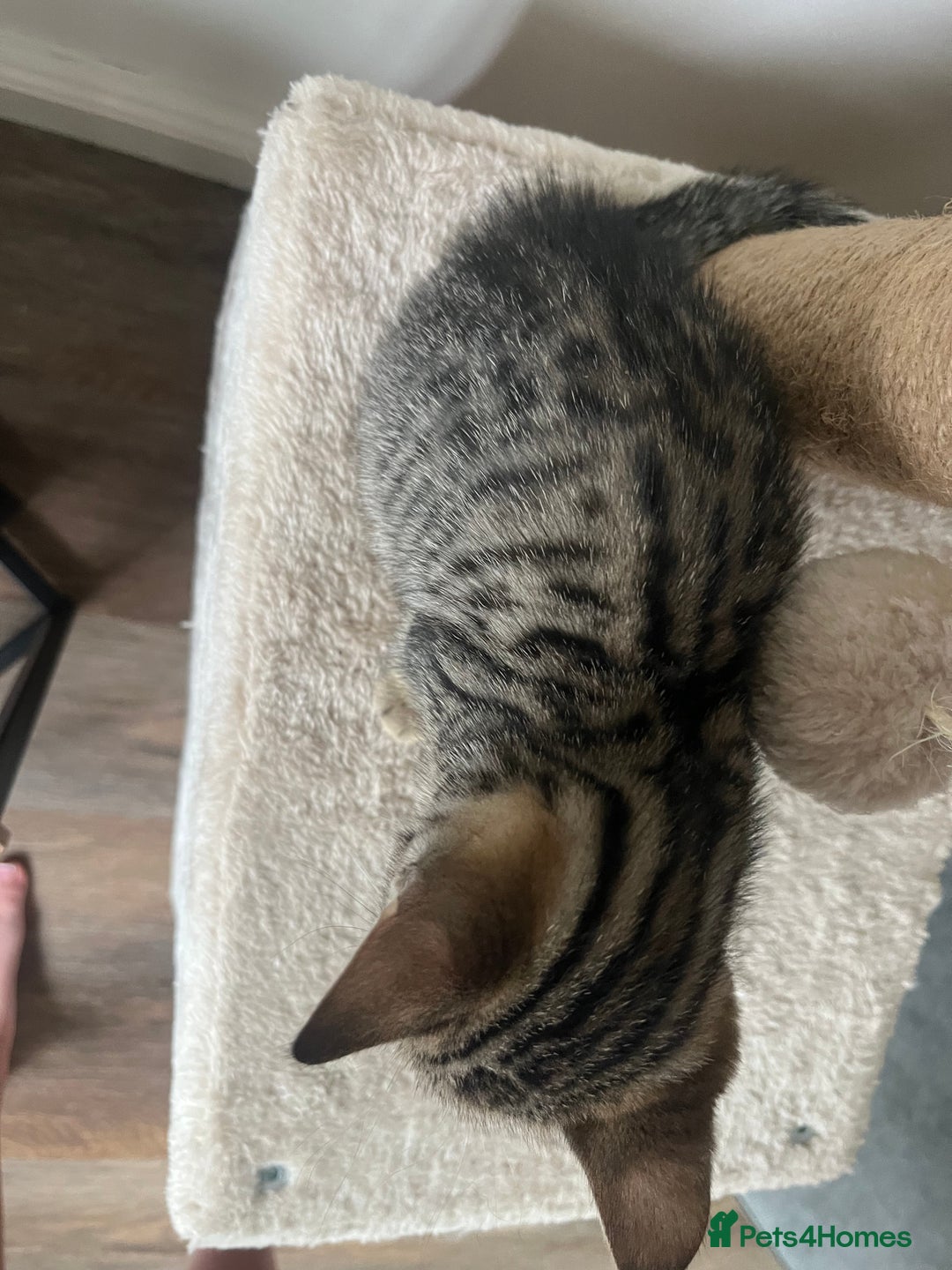 Bengal cats for sale: 1 grey bengal kitten.  - Image 9