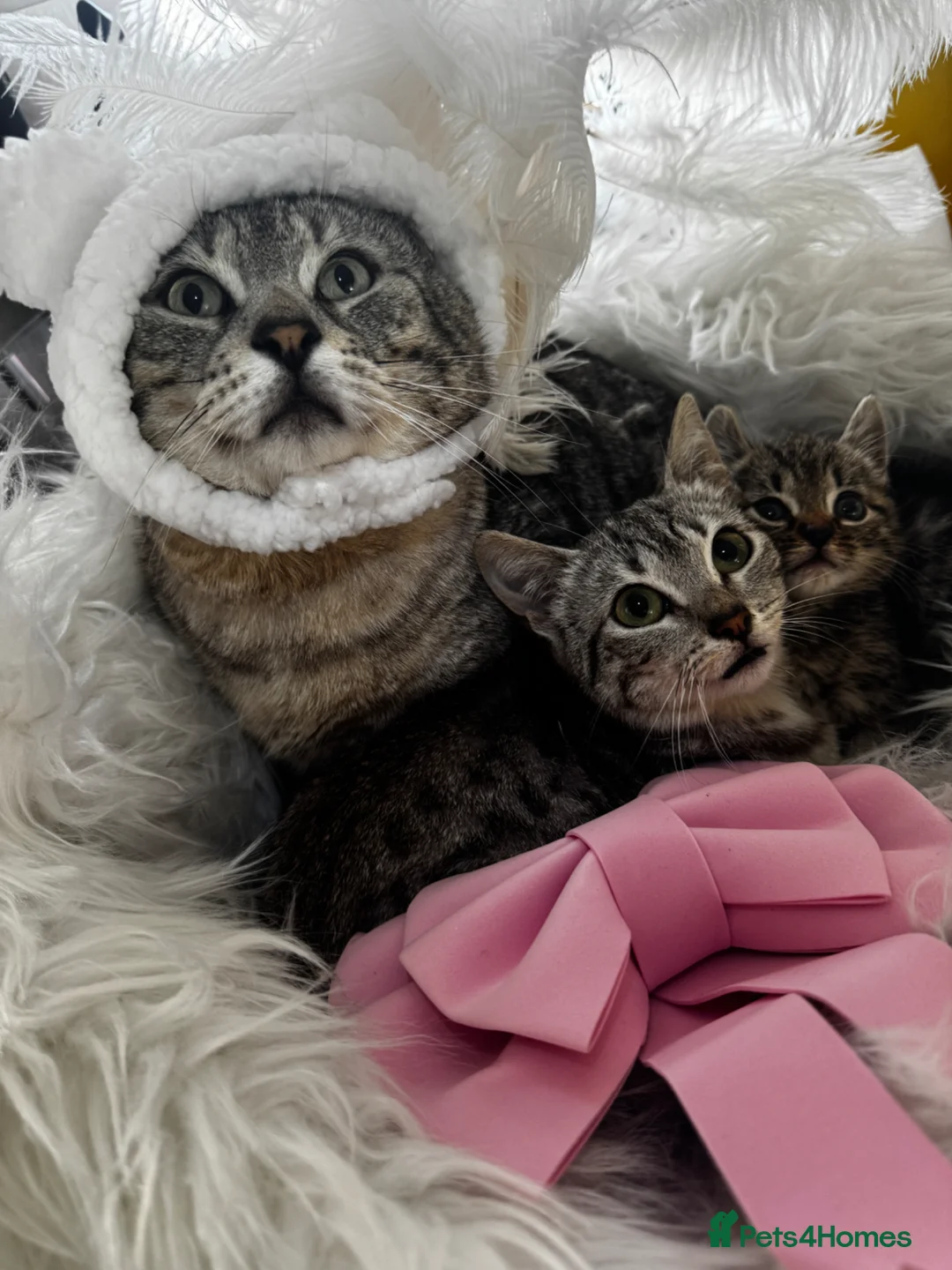 Egyptian Mau cats for sale: TICA REG Silver Egyptian Mau x SnowBengal LAST ONE - Advert 26