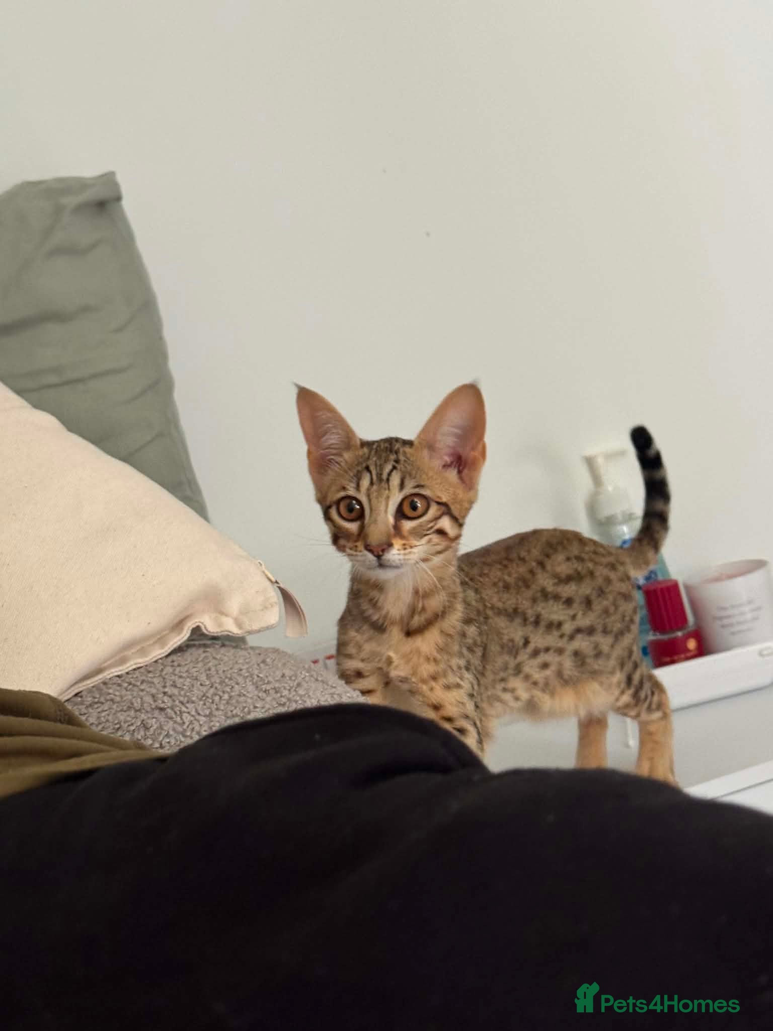 Savannah cats F6 Savannah kitten - Advert 2