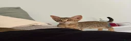 Savannah cats for sale: F6 Savannah kitten - Advert 5