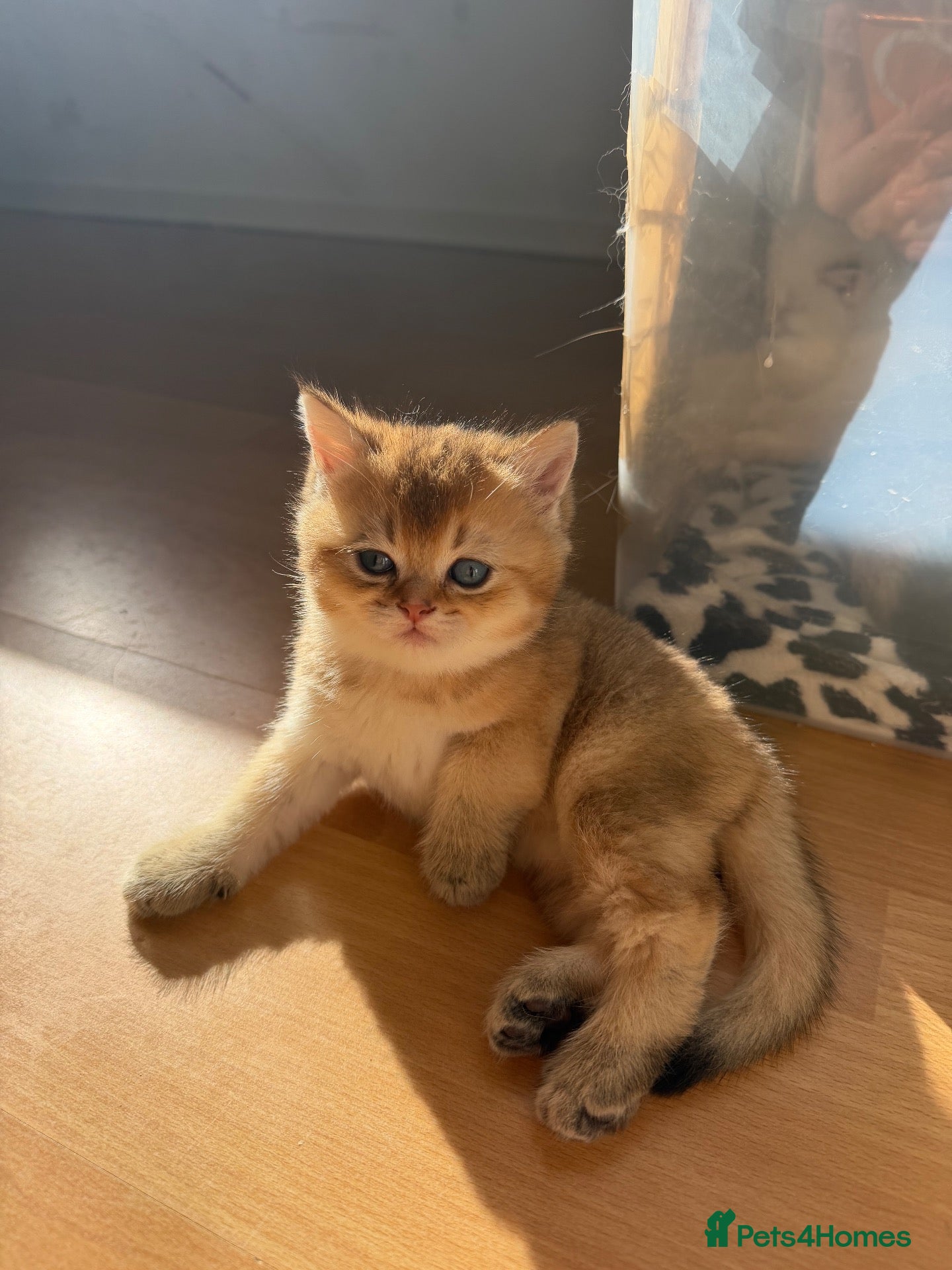 British Longhair cats NY12 GOLDEN SHADED & WHITE BRITISH LONG HAIR - Advert 14