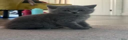British Shorthair cats for sale: 3 Stunning Pure Breed British Shorthairs in Broadstone - Advert 14