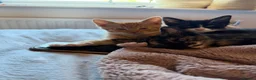 Mixed Breed cats for sale: Maine coon mixed kitten clever and very very sweet in Chelmsford - Advert 17