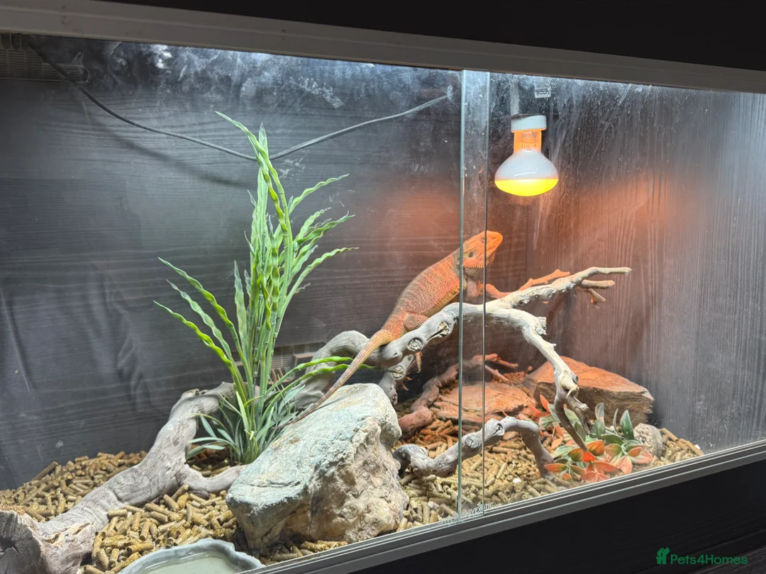 Bearded Dragon reptiles for sale: Pablo the Bearded Dragon - Advert 7