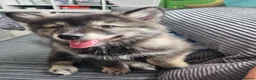 Pomsky dogs for sale: Stunning Pomsky Puppies  in Worthing - Advert 15