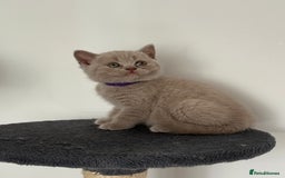 British Shorthair cats for sale: British shorthair kittens  - Image 3