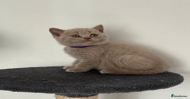 British Shorthair cats - Advert 5