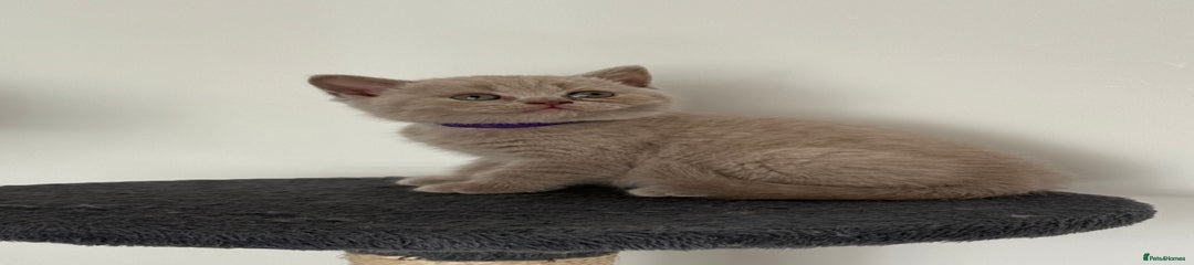 British Shorthair Kitten 2