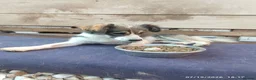 Mixed Breed dogs for adoption: Muki 1 year old Macedonian  Rescue - Advert 3