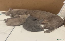 British Shorthair cats for sale: BRITISH SHORT HAIR LILAC KITTENS  - Advert 2