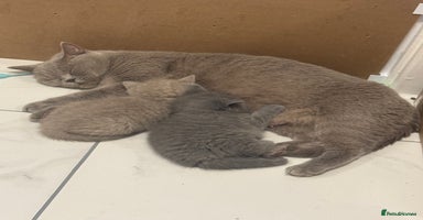 British Shorthair cats BRITISH SHORT HAIR LILAC KITTENS  - Advert 4