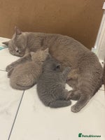 British Shorthair cats BRITISH SHORT HAIR LILAC KITTENS - Advert 4