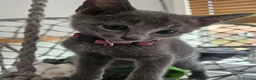 Russian Blue cats for sale: Russian Blue Kittens • TICA Lines - Advert 33