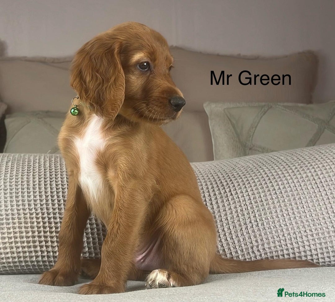 Irish Doodle dogs for sale: The perfect Doodle - Advert 20