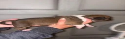 Mixed Breed dogs for sale: Standard bully x pocket bully in Dunfermline - Advert 10