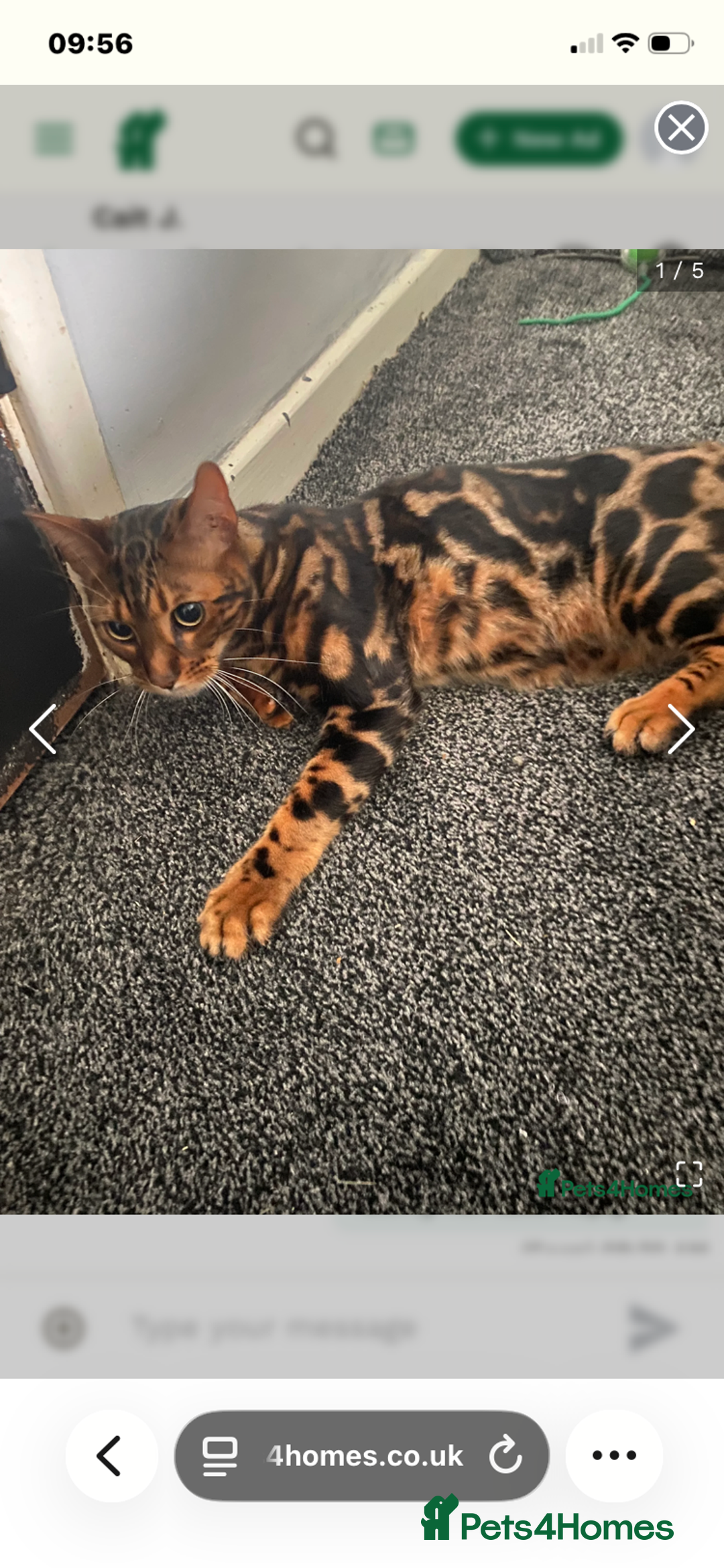 Bengal cats for sale: Gold black glitter bengal - Advert 7