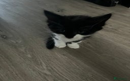 Mixed Breed cats for sale: 4 Beautiful fluffy Black & White kittens  - Image 4