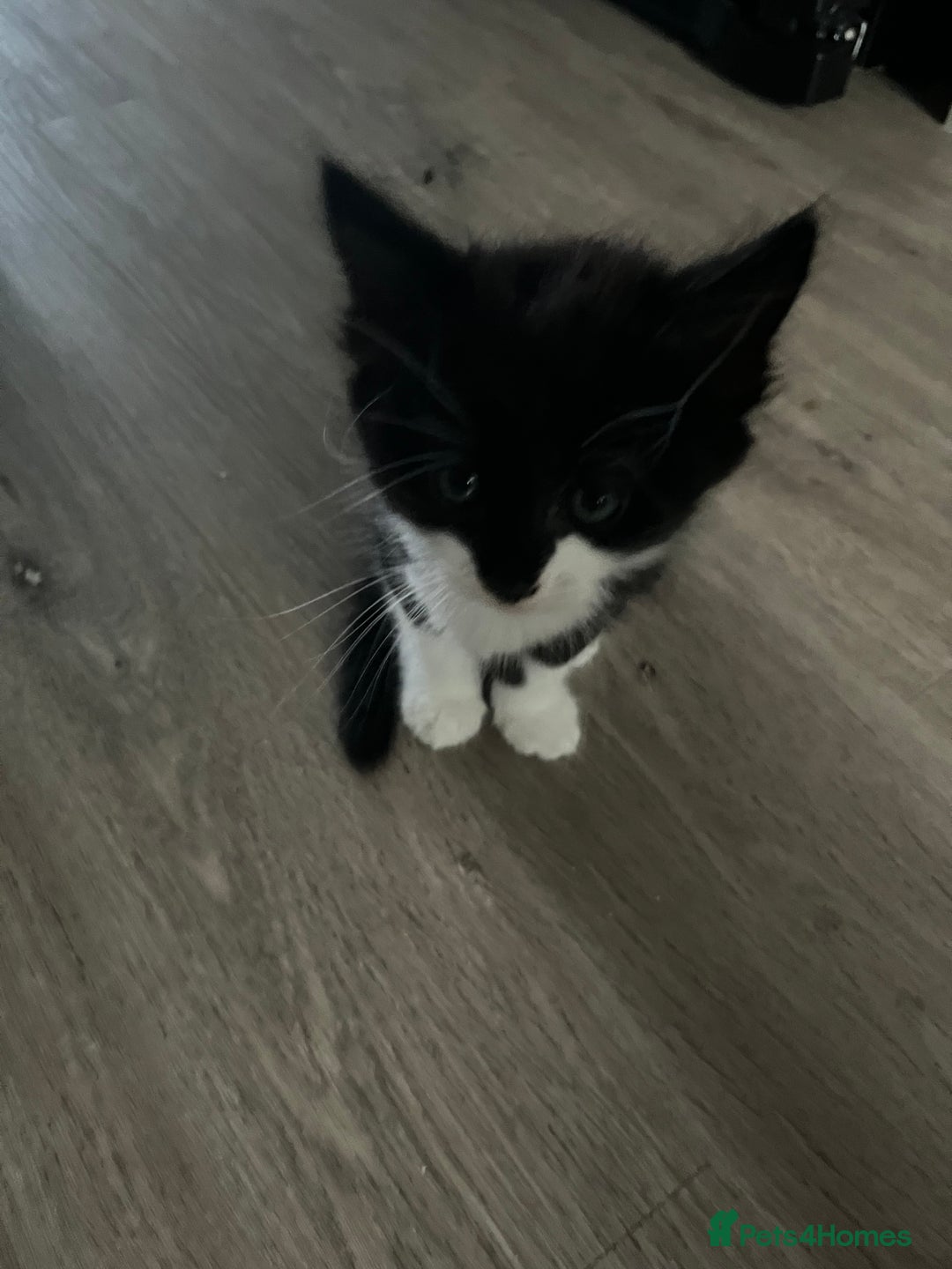 Mixed Breed cats for sale: 4 Beautiful fluffy Black & White kittens  - Image 4