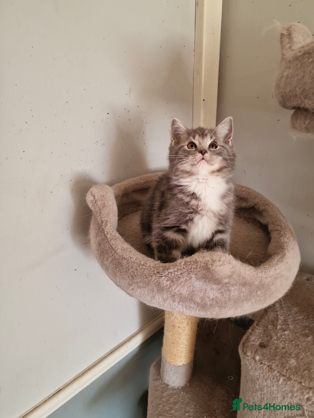 British Shorthair cats Two lovely boy left  - Advert 1